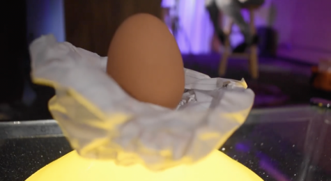 Egg Commercial (Henry)